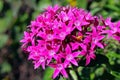 Graffiti pink star clustersÃ¯Â¼ÅEgyptian starcluster, ladybug